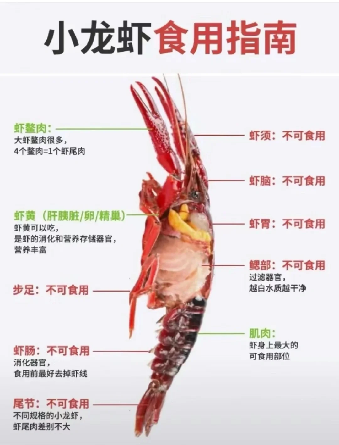 龙虾养殖技术大全视频教程下载的简单介绍