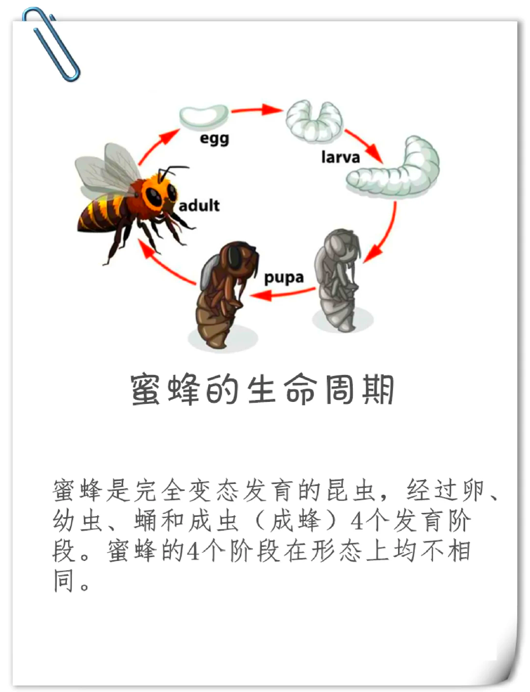 梦到蜜蜂在家里筑巢有蜂蜜(梦见蜜蜂成群密密麻麻在家里筑巢)