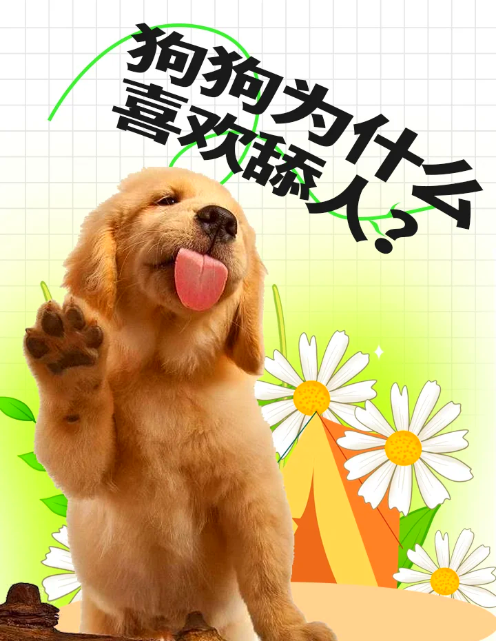 狗为什么喜欢舔人的皮肤百科在线