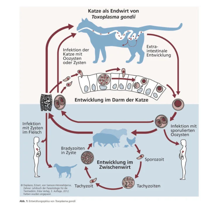 孕妇感染弓形虫孩子还能要吗为什么在线 孕妇感染弓形虫孩子还能要吗为什么在线