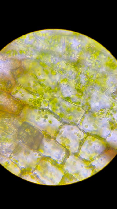 高中生物光合作用实验视频(高中生物光合作用卡尔文循环生成蔗糖)