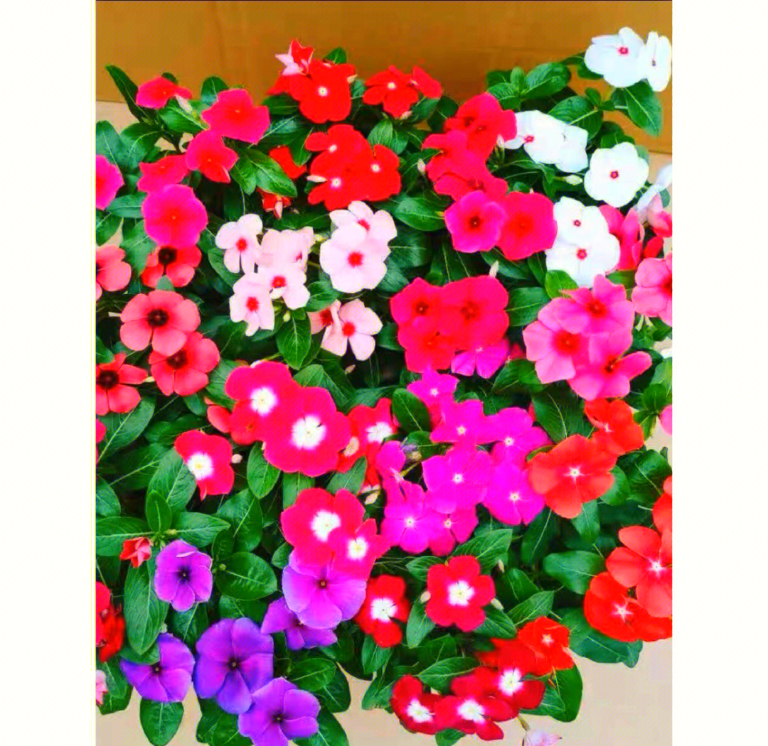 为什么长春花移栽难活 为什么长春花移栽难活