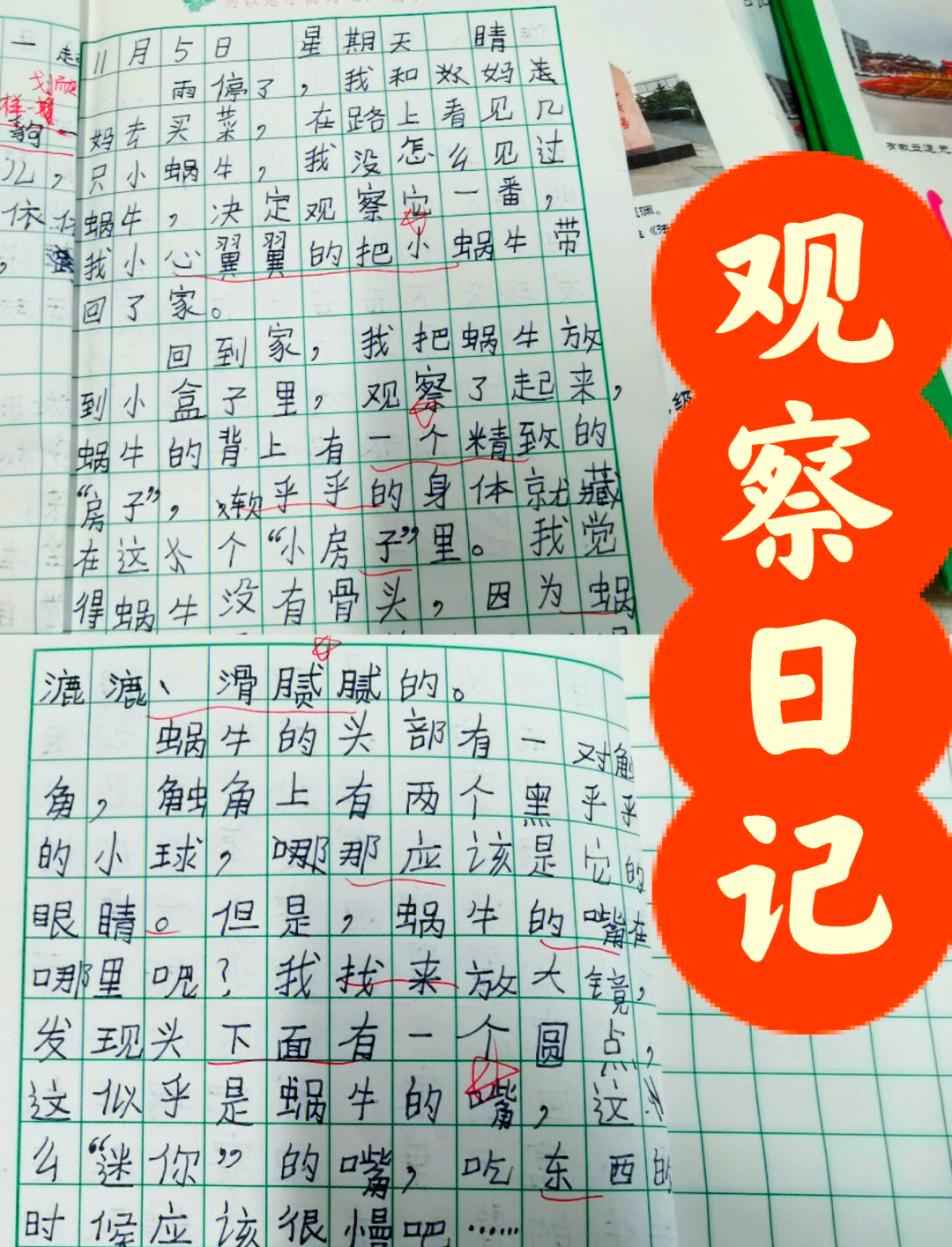 写观察芦荟的日记(观察芦荟的作文日记形式)