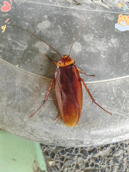 蟑螂为什么打不死的小强为什么在线 蟑螂为什么打不死的小强为什么在线