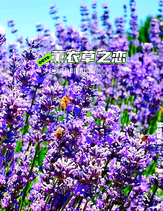 赛里木湖拍照穿紫色好看吗，旅游帮手