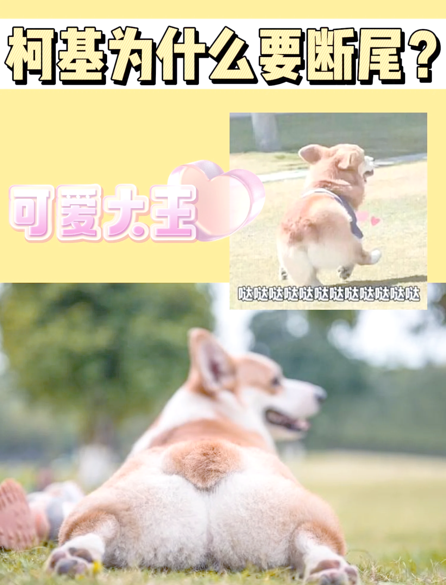 柯基犬不断尾巴可以吗为什么在线 柯基犬不断尾巴可以吗为什么在线