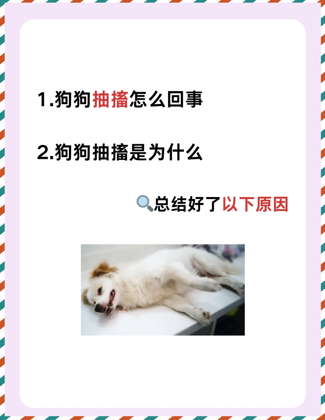 狗狗发抖是为什么