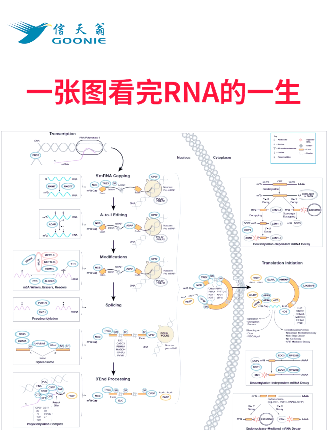 rna和dna杂交过程视频