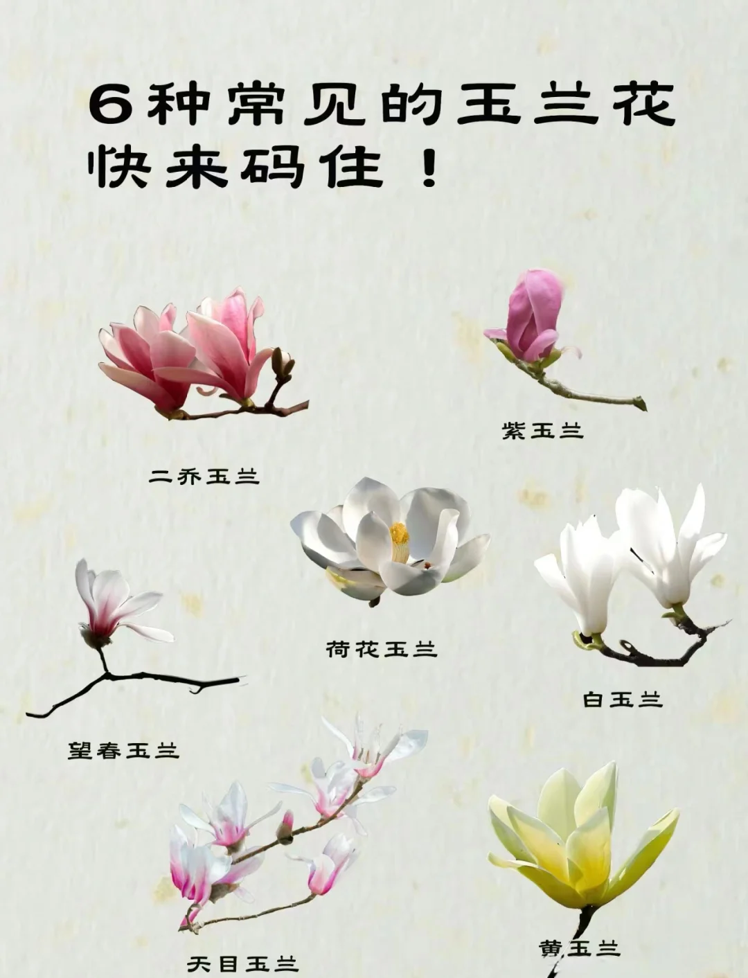 玉兰花的别称图片