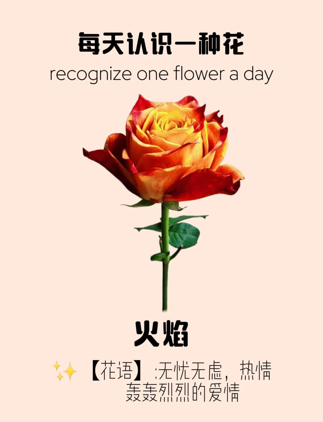 烈焰玫瑰花语图片