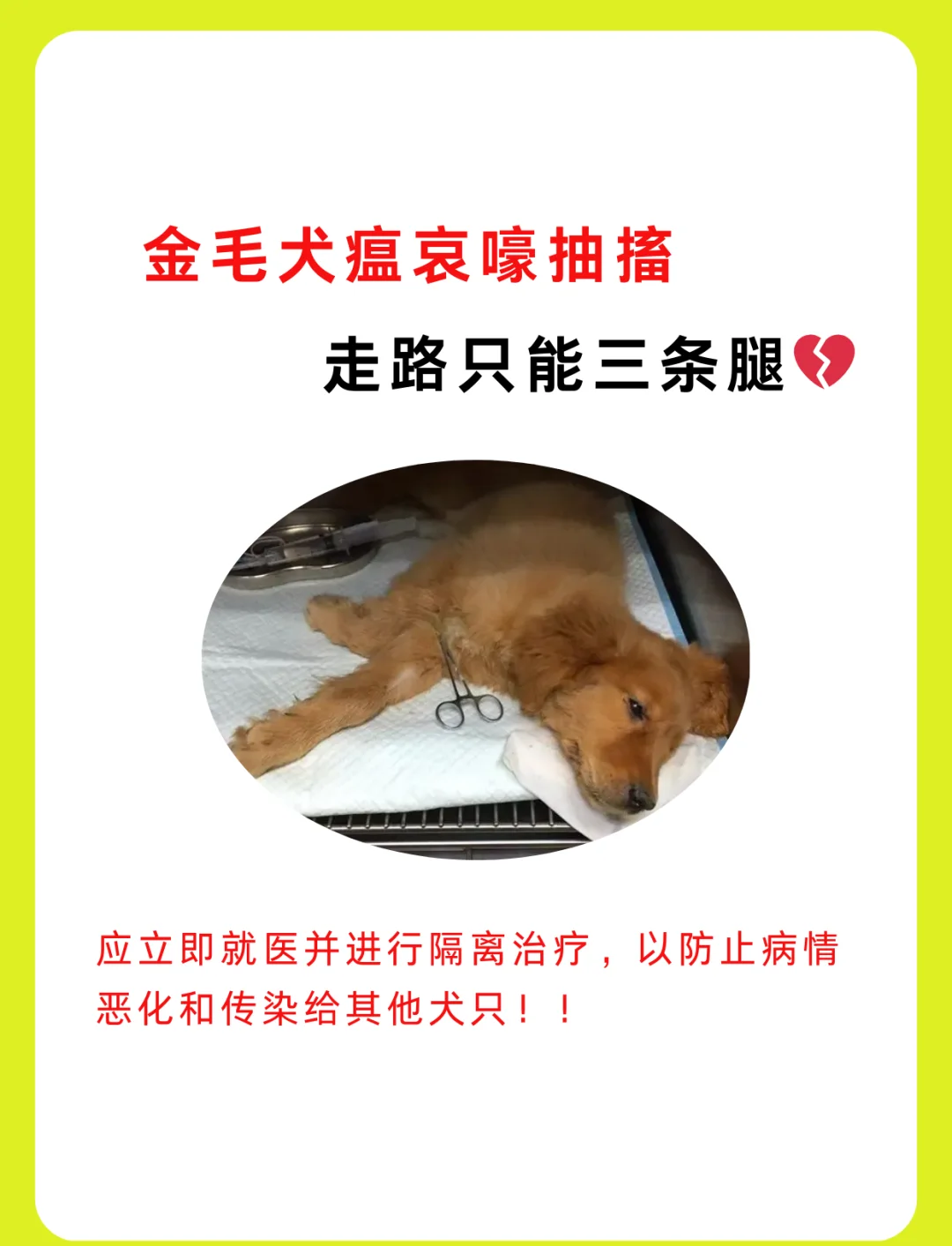 犬瘟热 办法图片