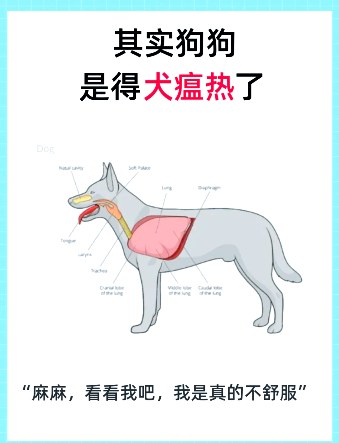 犬瘟热初期图片