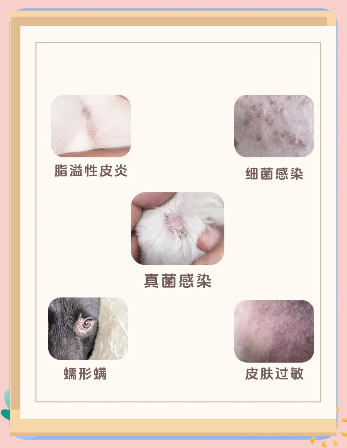 自制法斗犬衣服教程图片