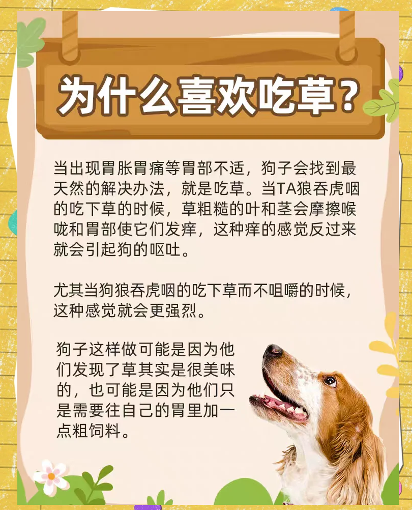 狗狗吃草是什么原因图片