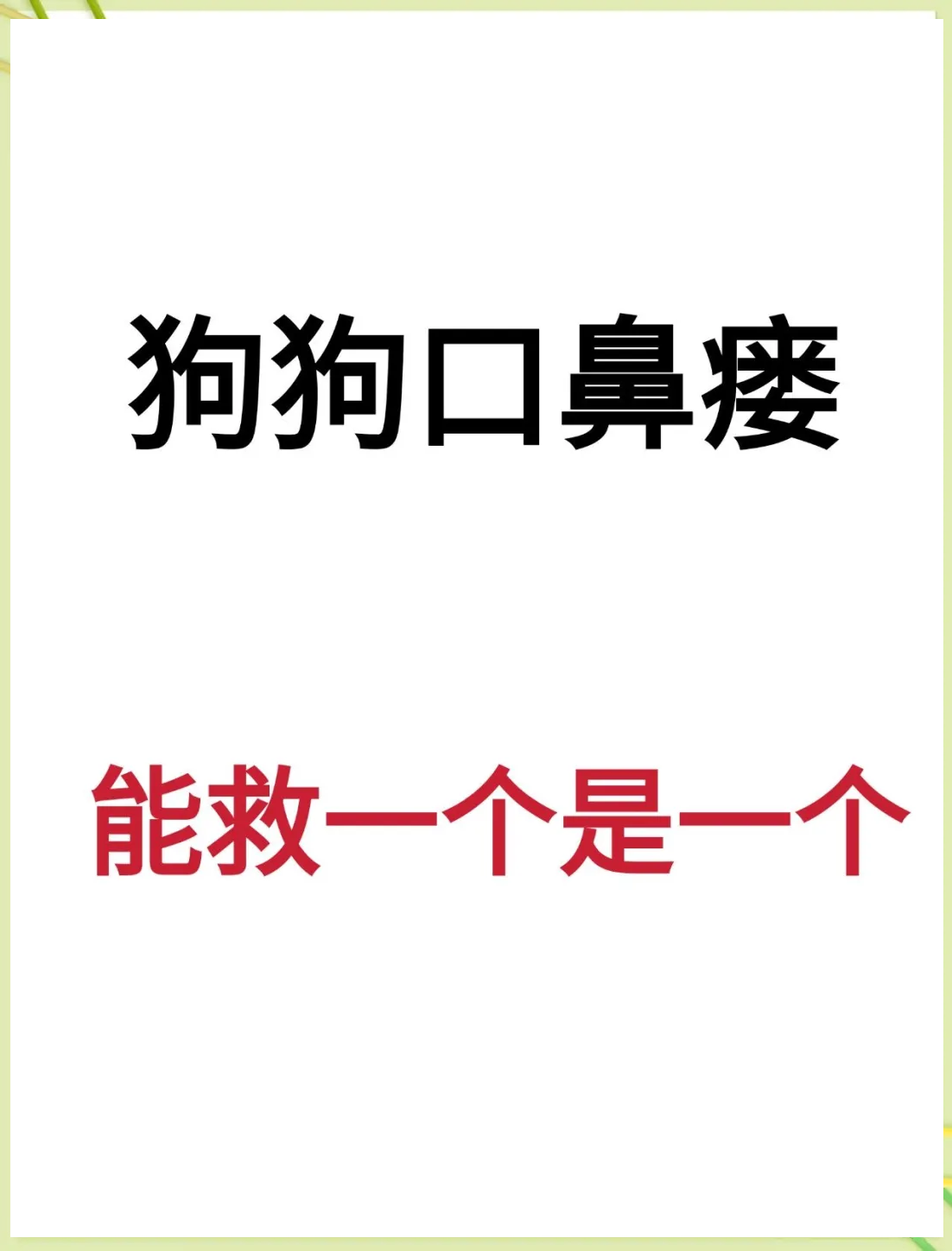 老年犬口鼻瘘症状图片