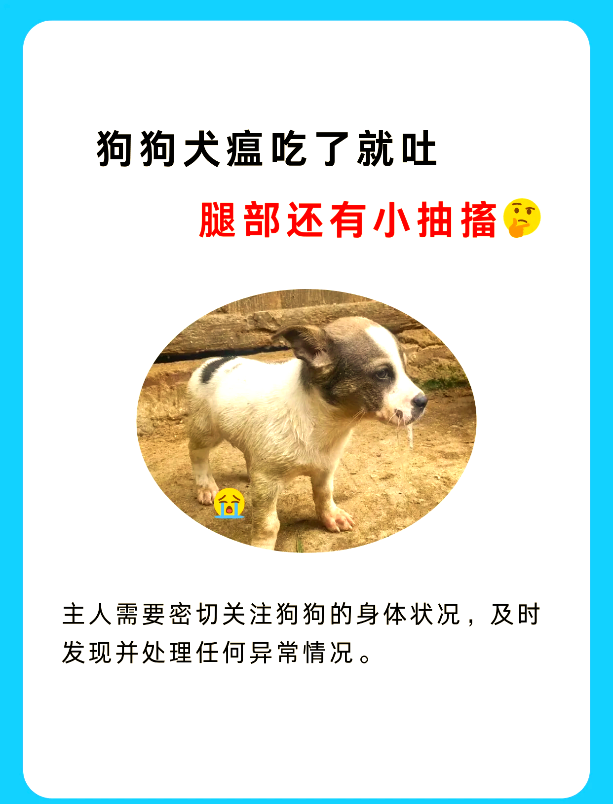 犬瘟的前期症状是什么图片