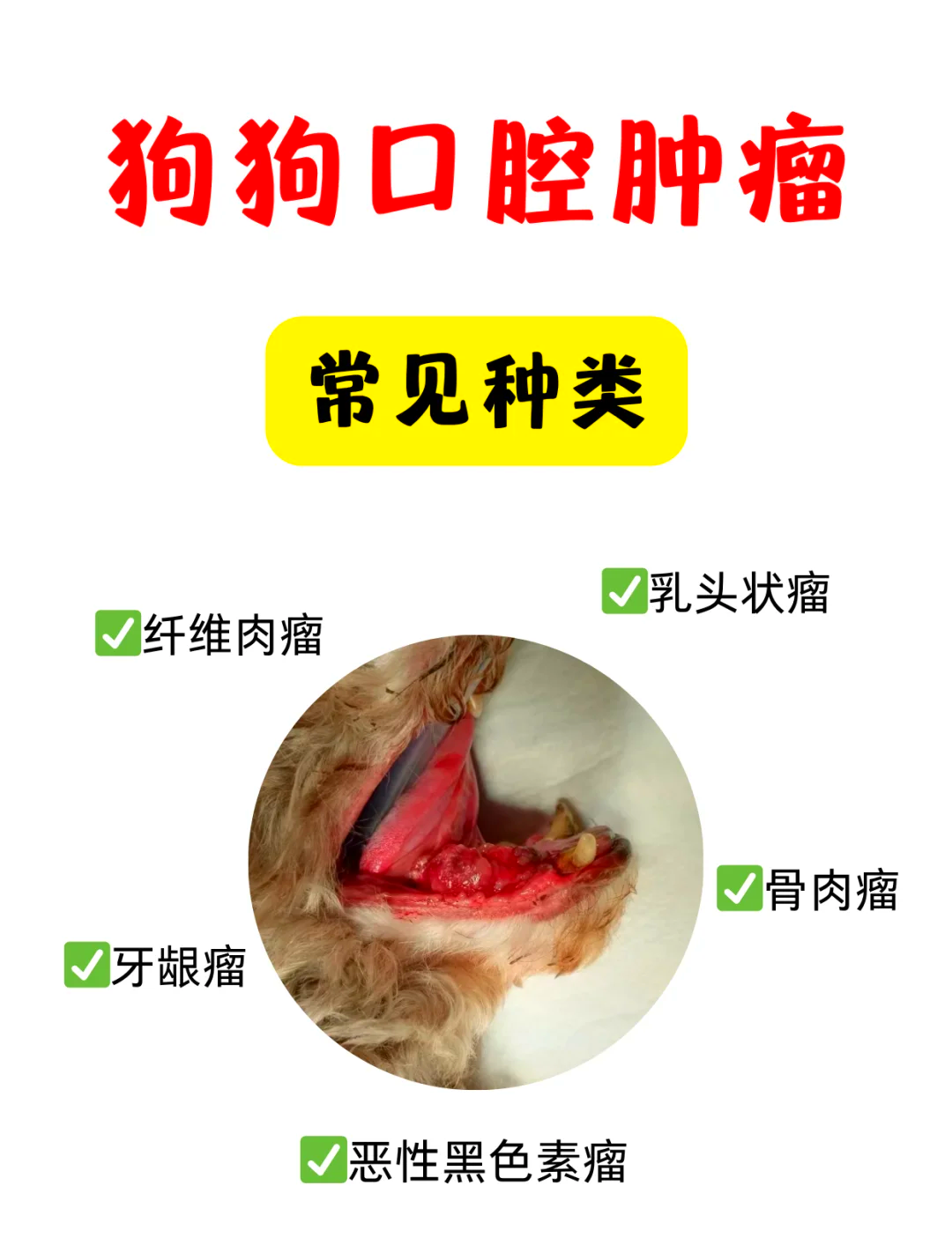 狗狗口腔肿瘤区分图图片