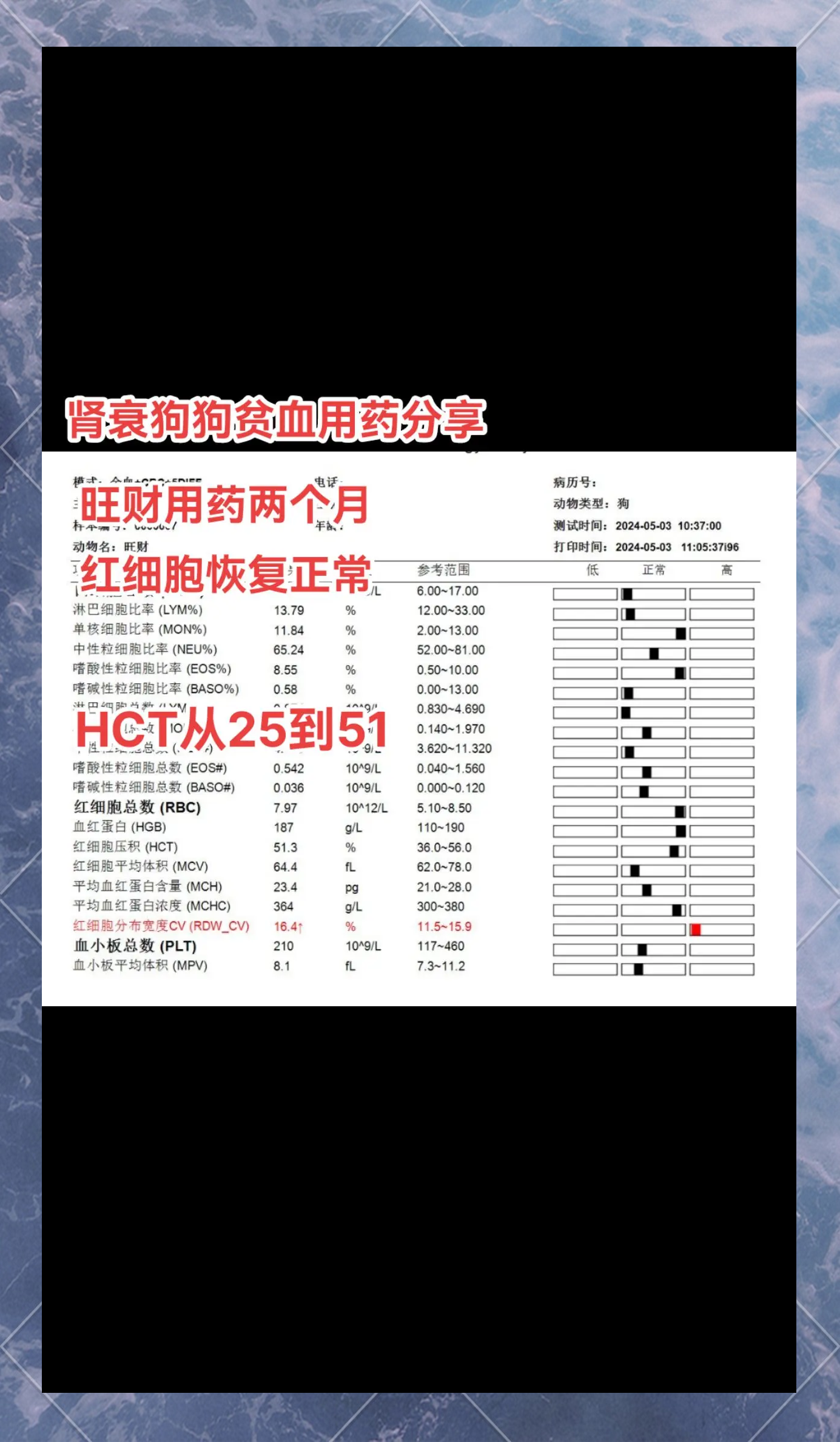 肾贫血性坏死图片