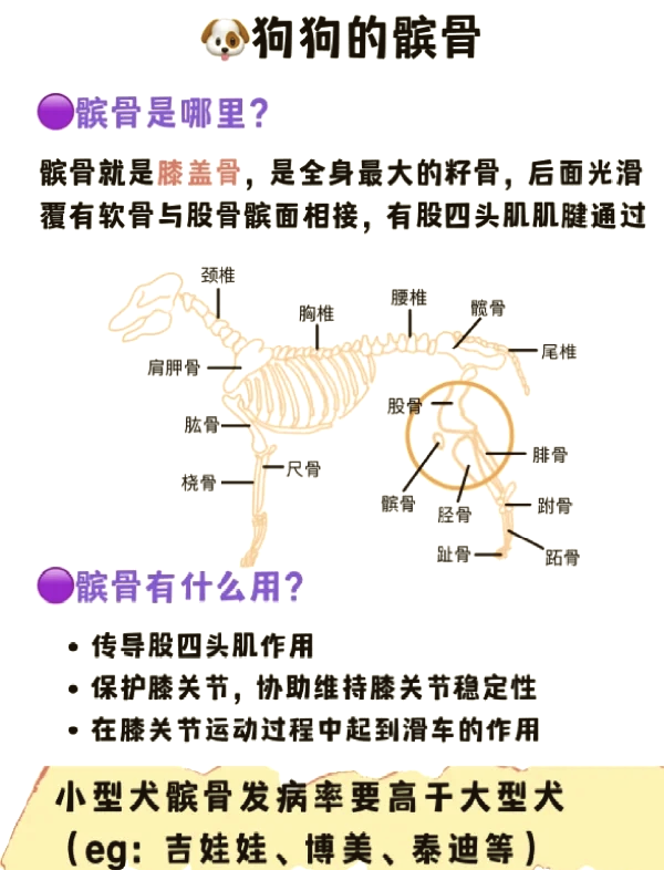 狗狗髋关节位置图片