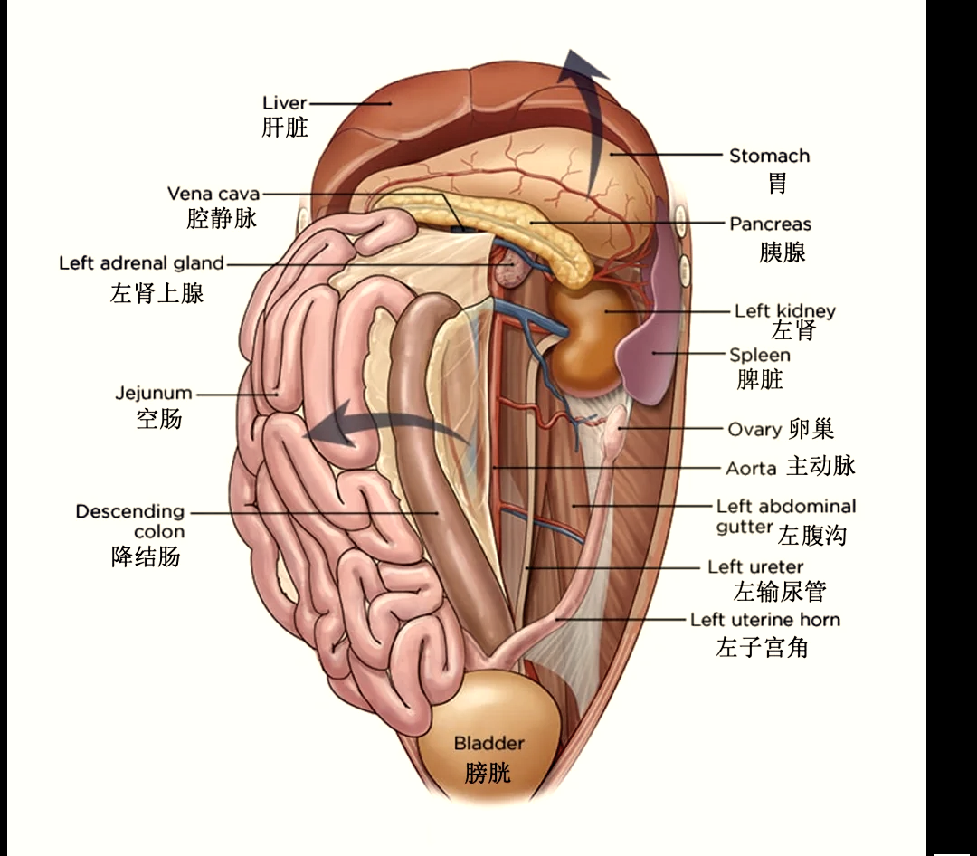 狗的内脏结构图图片