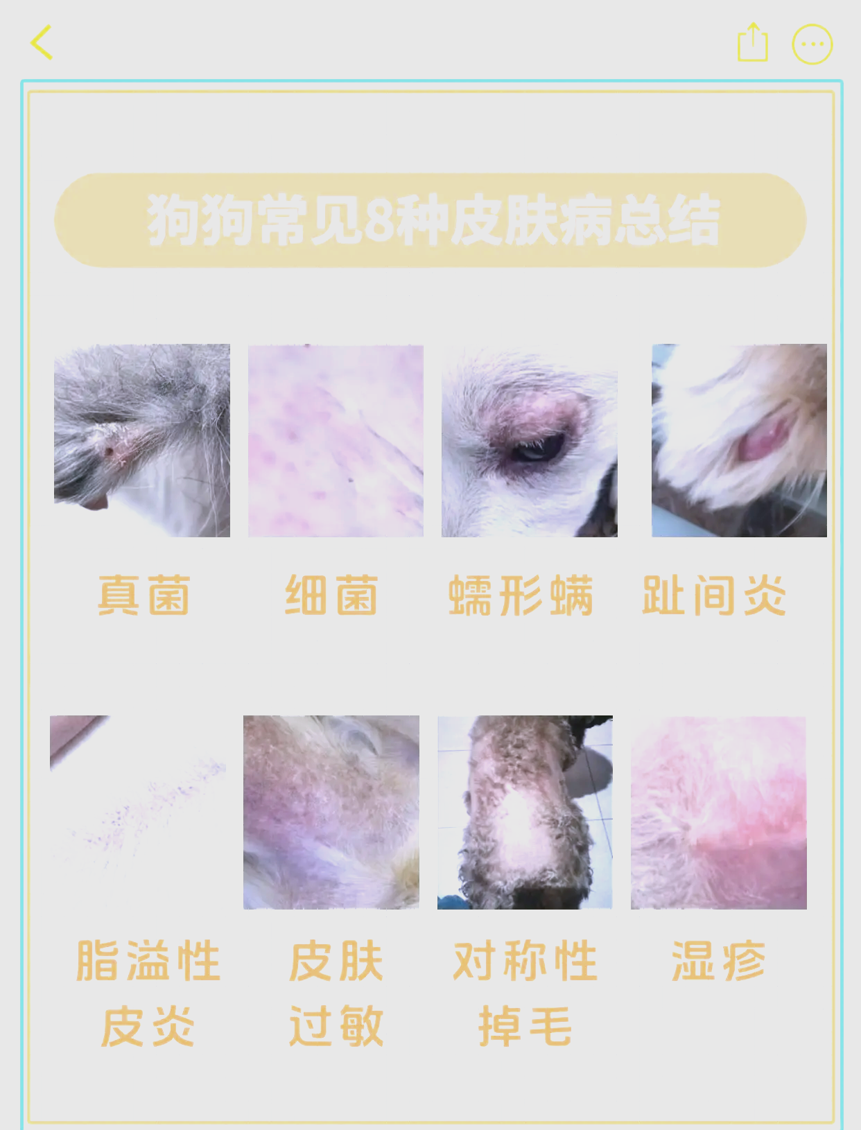 狗狗常见8种皮肤病症状与防治指南