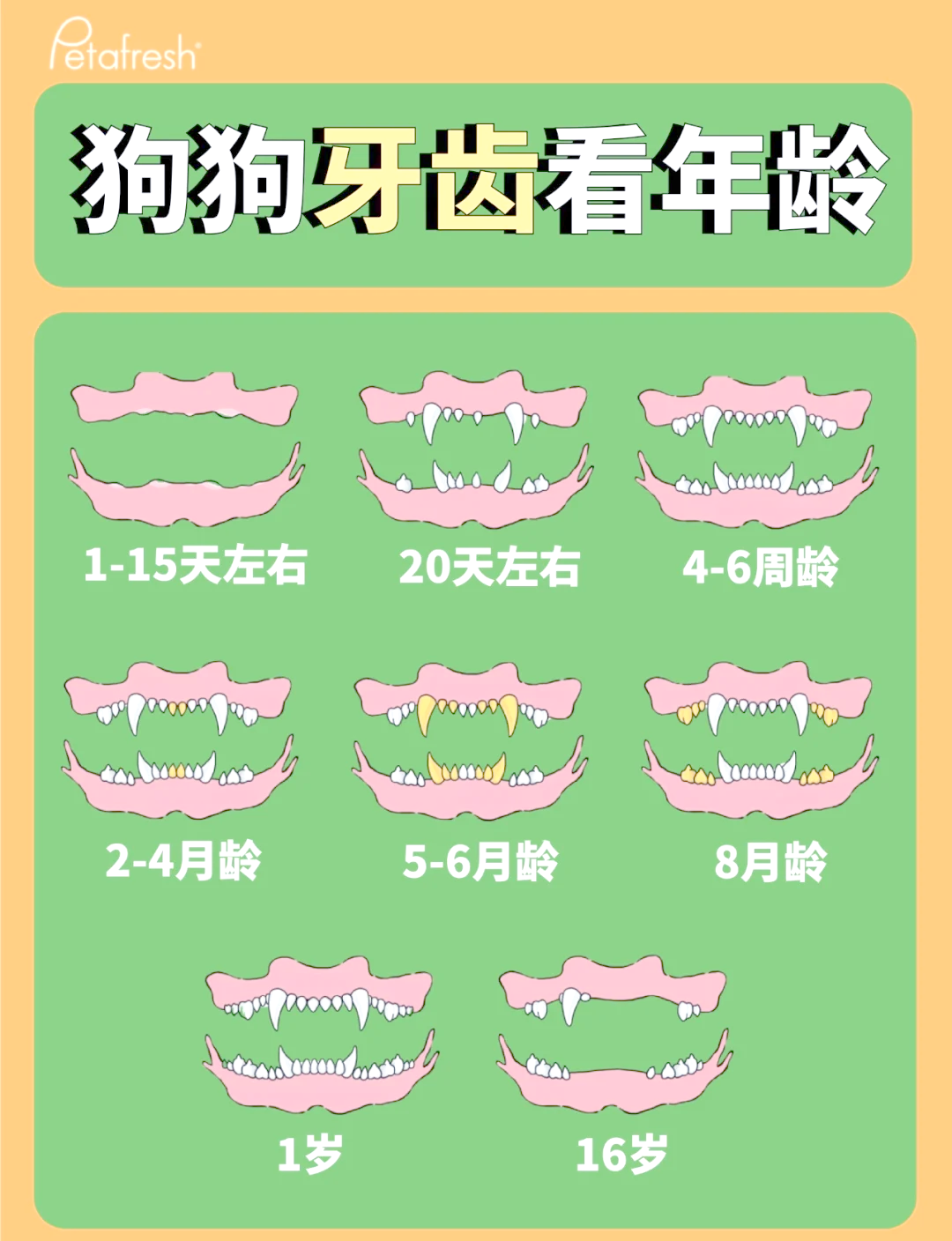 狗换牙顺序图片