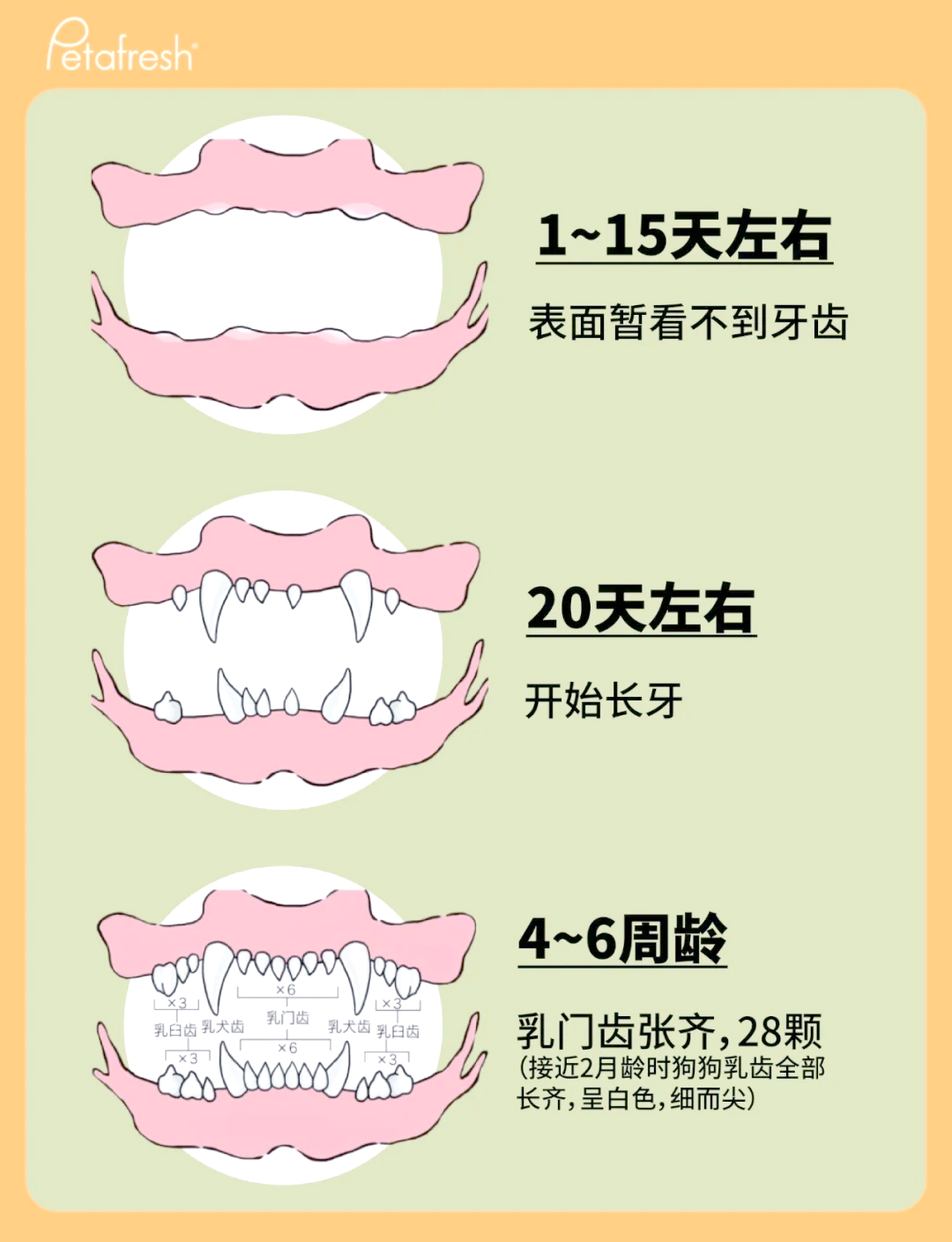 狗狗牙齿年龄图片