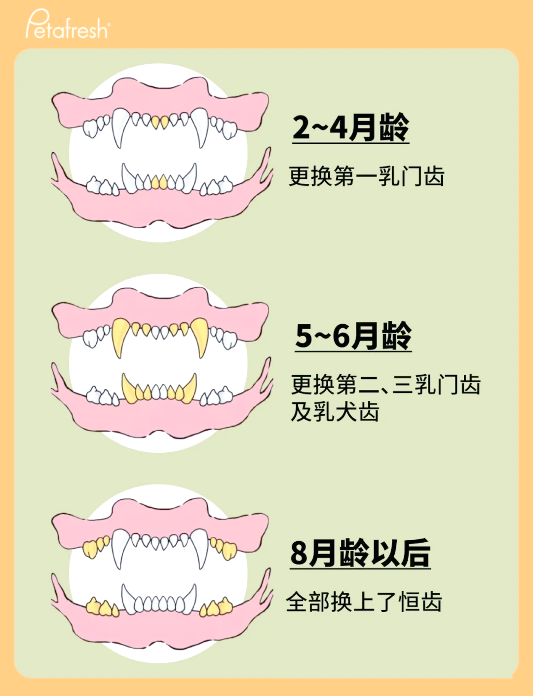 狗换牙顺序图片