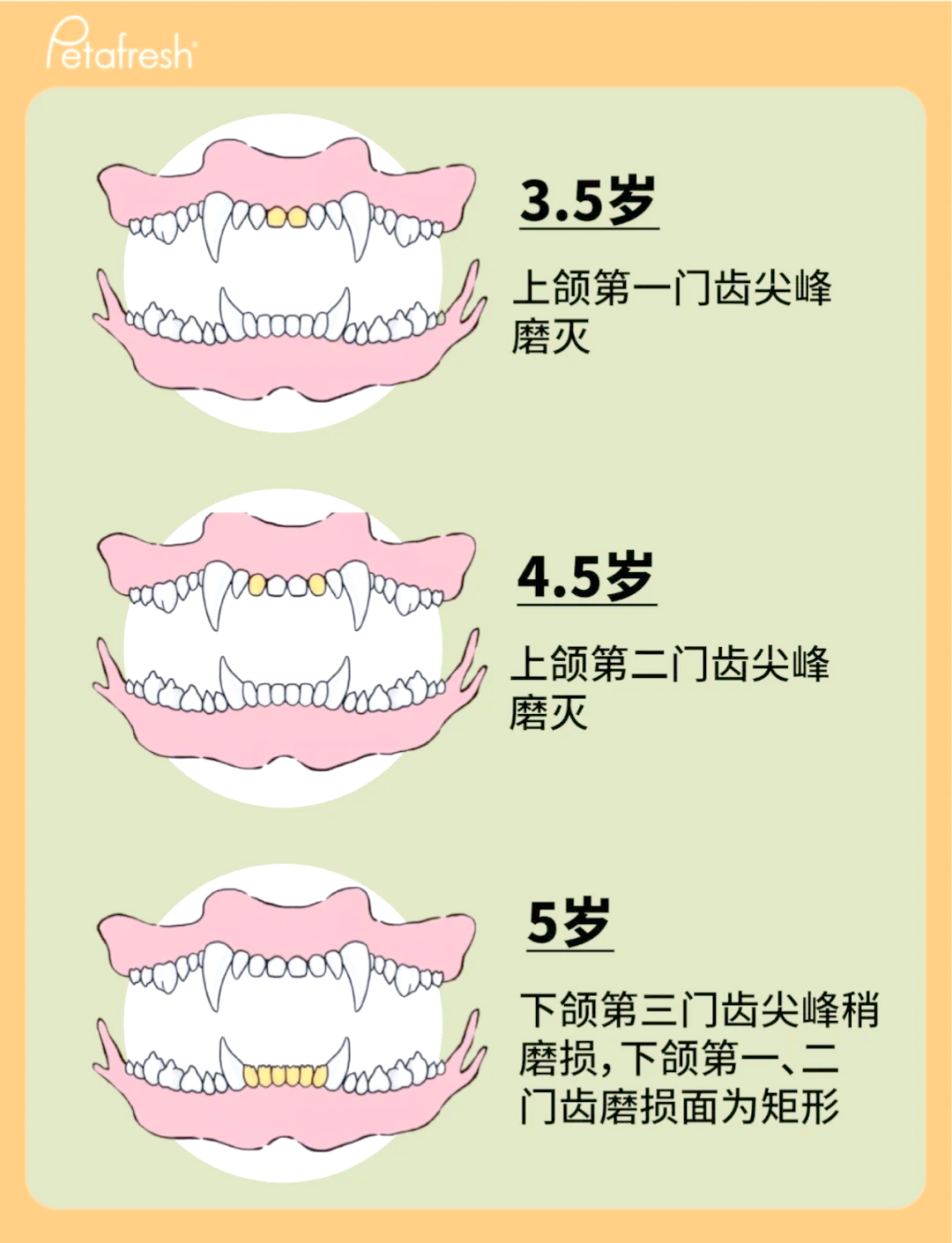 狗狗牙齿年龄图片