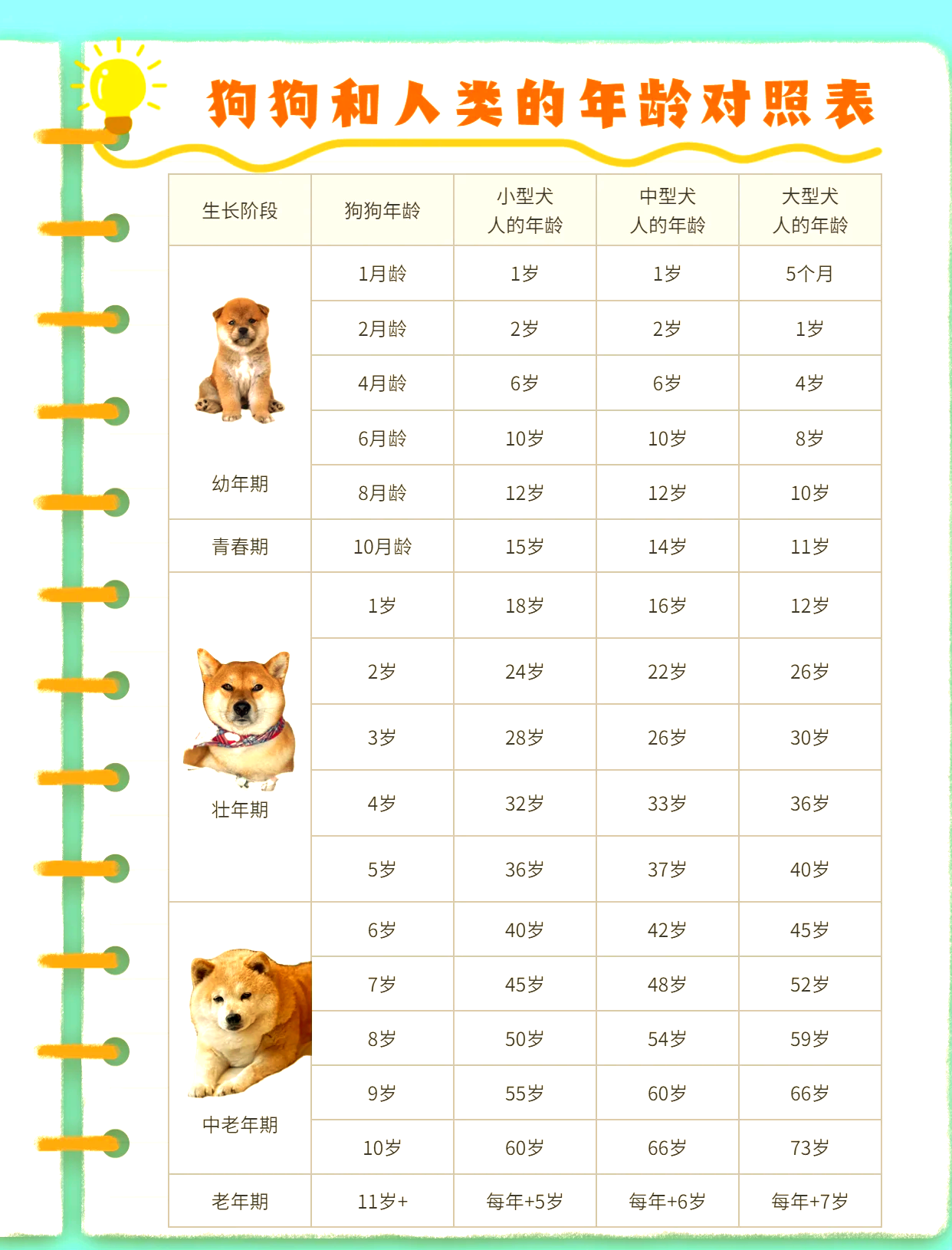 泰迪狗狗牙齿年龄图解图片