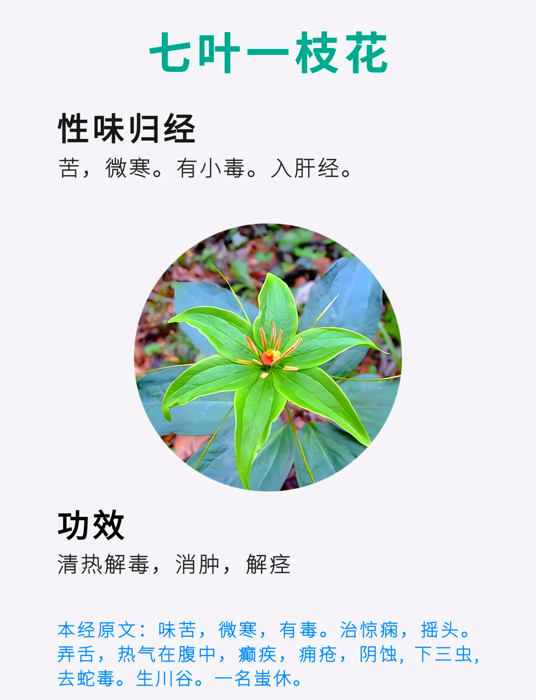 一叶一枝花药图片