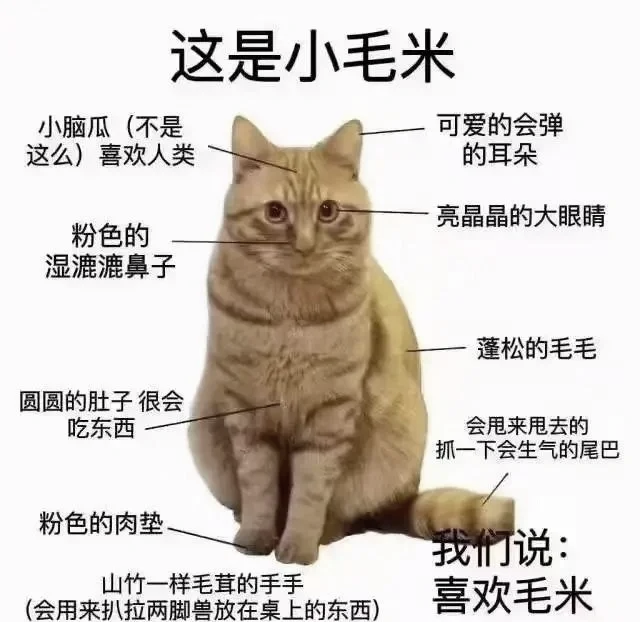 猫猫梗图合集 趣味满满