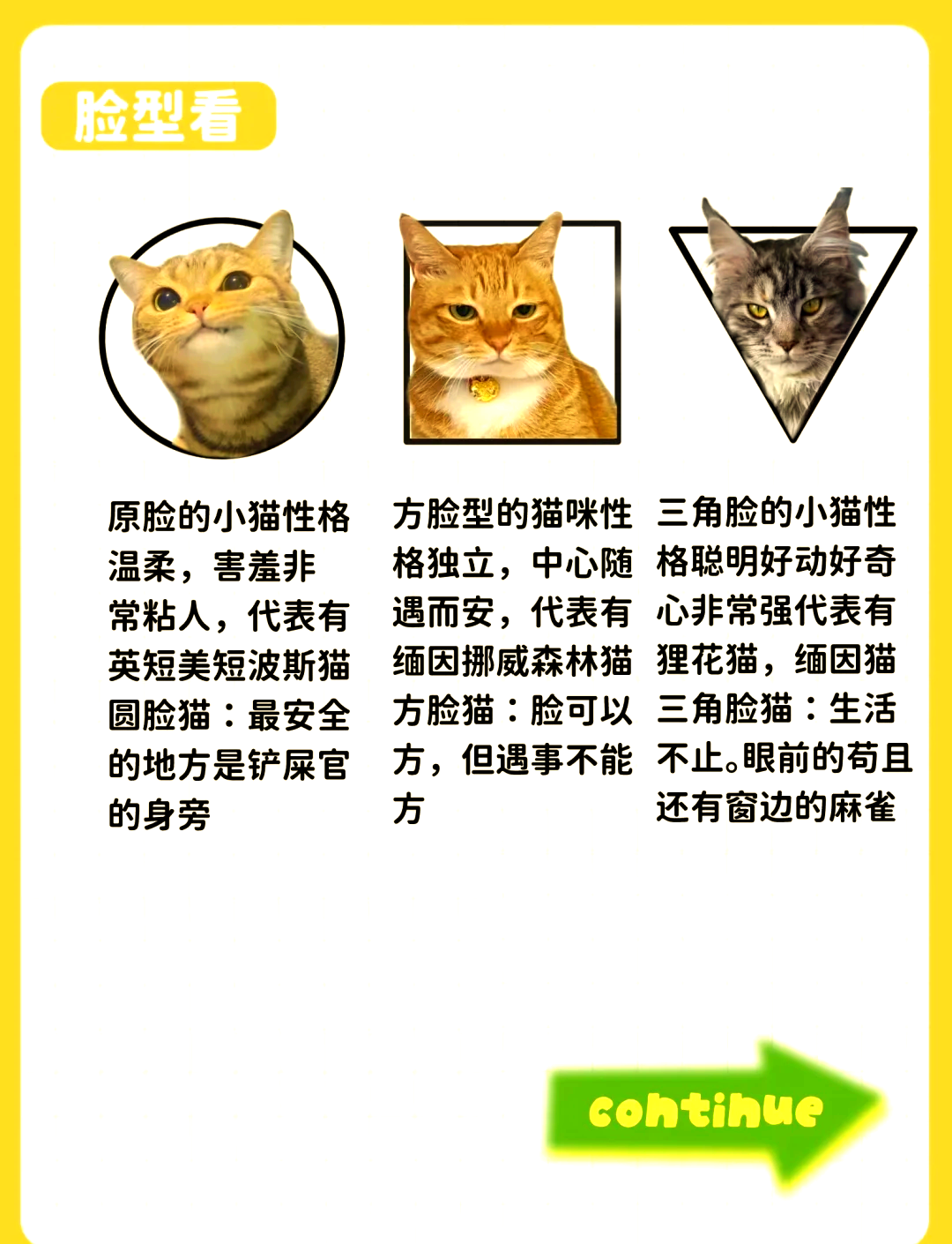 长得像猫的女生面相图片