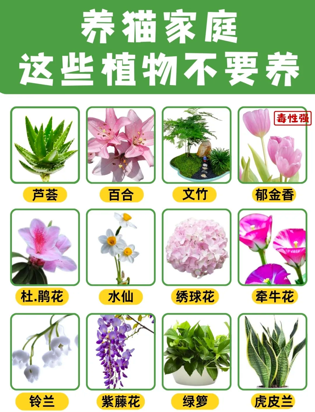 植物花猫的养殖图片