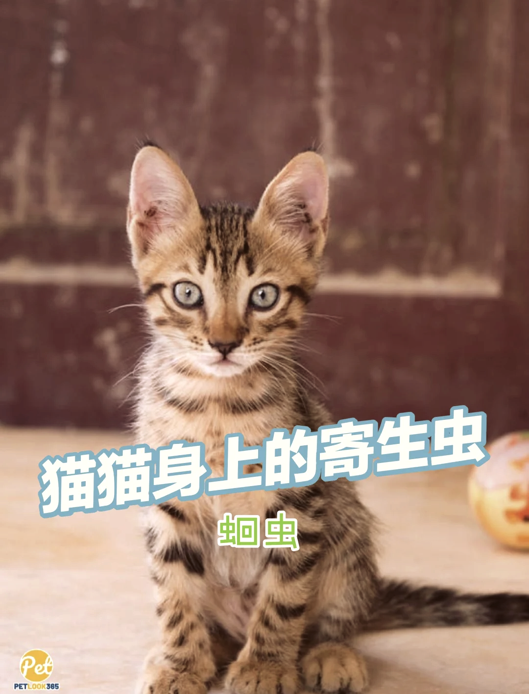 猫白色寄生虫图片