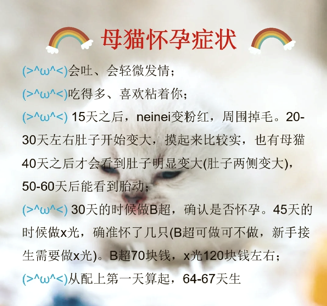 猫咪怀孕的变化图图片