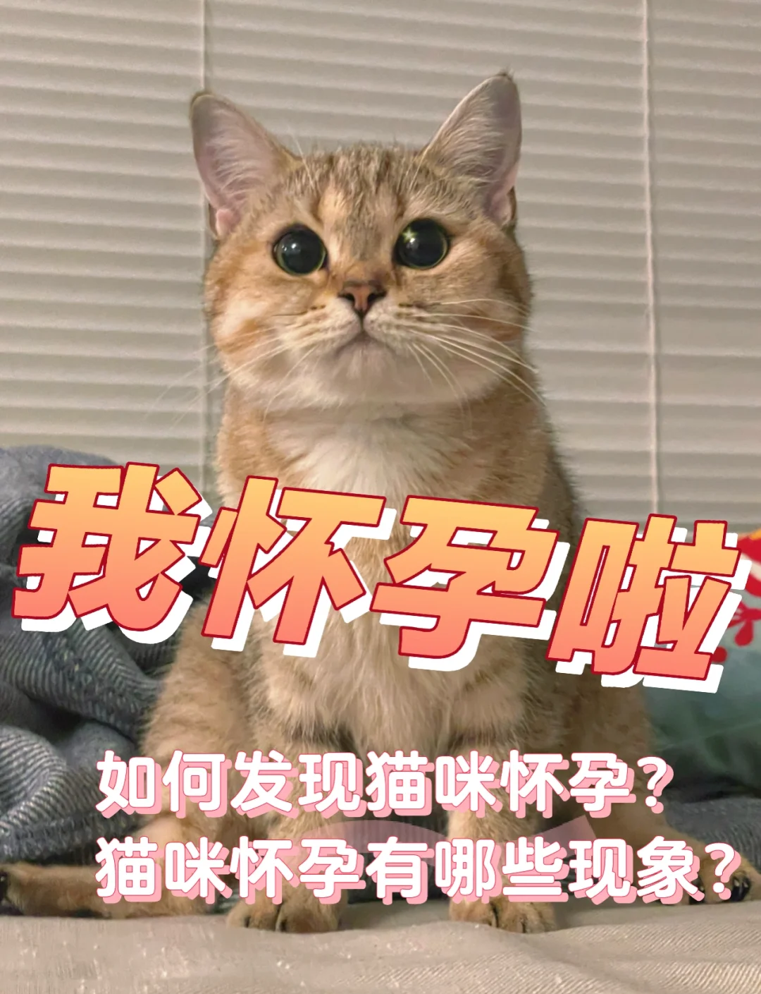 猫咪怀孕小知识分享