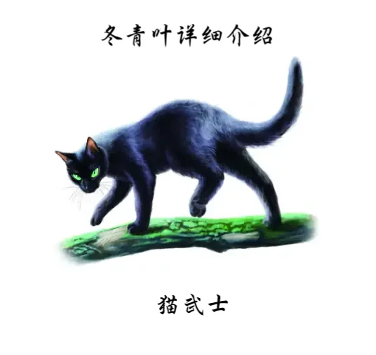 猫武士冬青图片