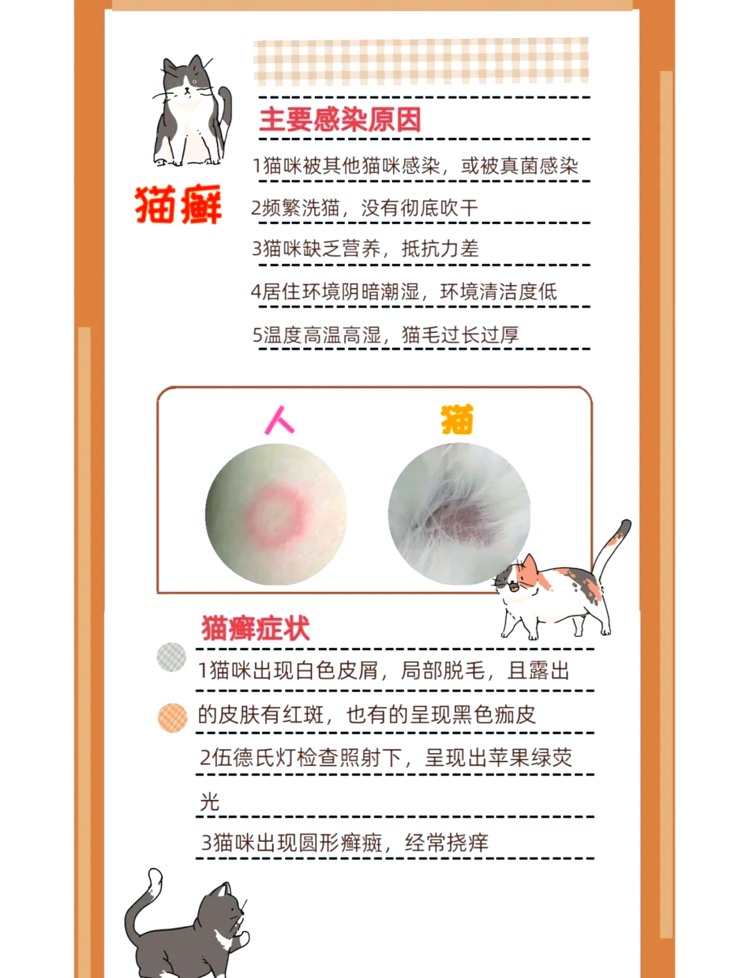 猫咪毛囊炎的症状图片