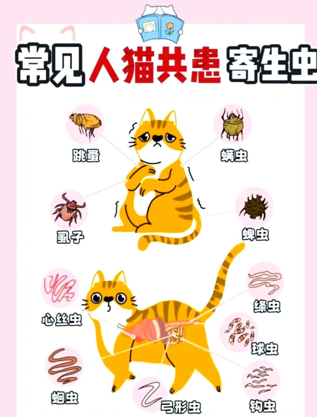 猫身上的钩虫图片图片