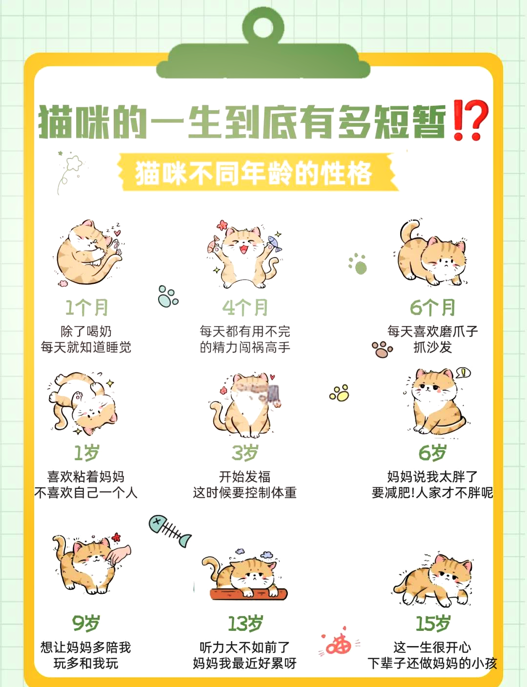 猫咪年龄大小图解图片