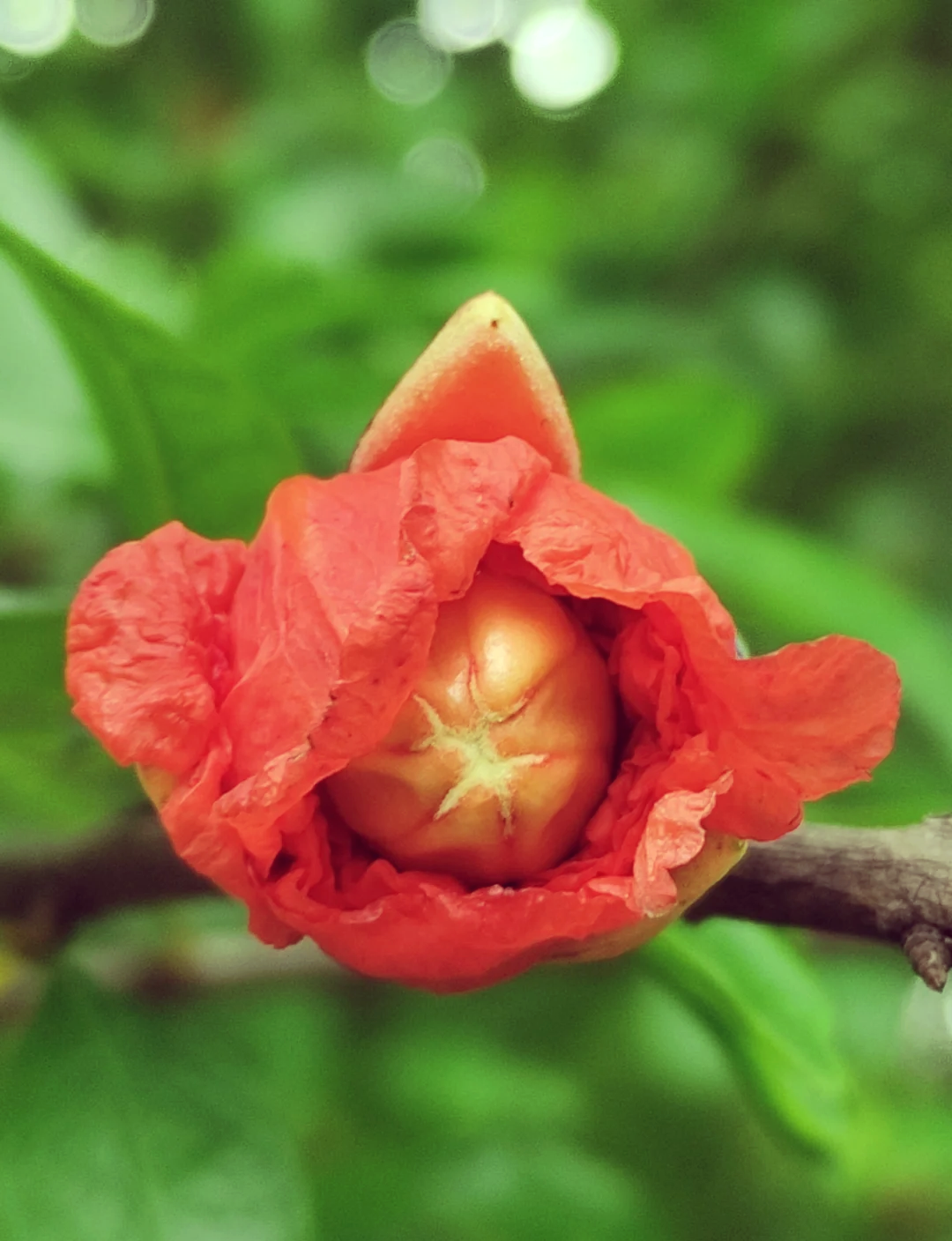 石榴花的结构名称图片图片