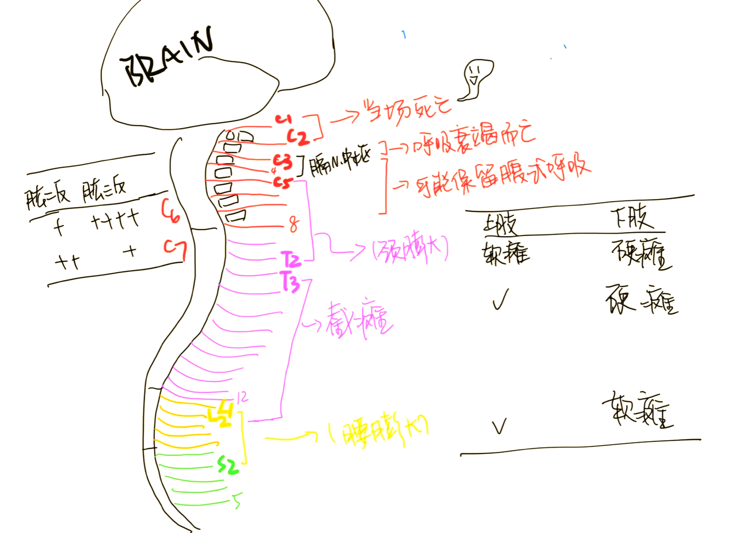 上运动神经元瘫痪图片