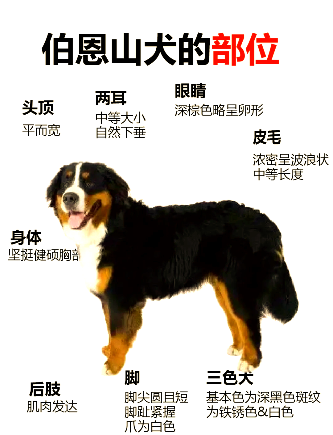 伯恩山犬中国禁养吗图片