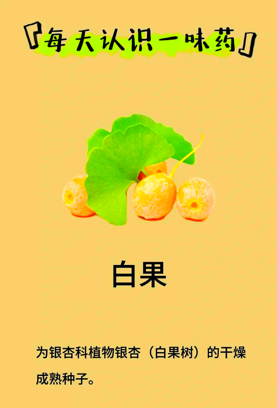 🥜中药白果全解析🌿