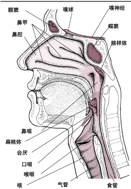 喉结解剖图图片