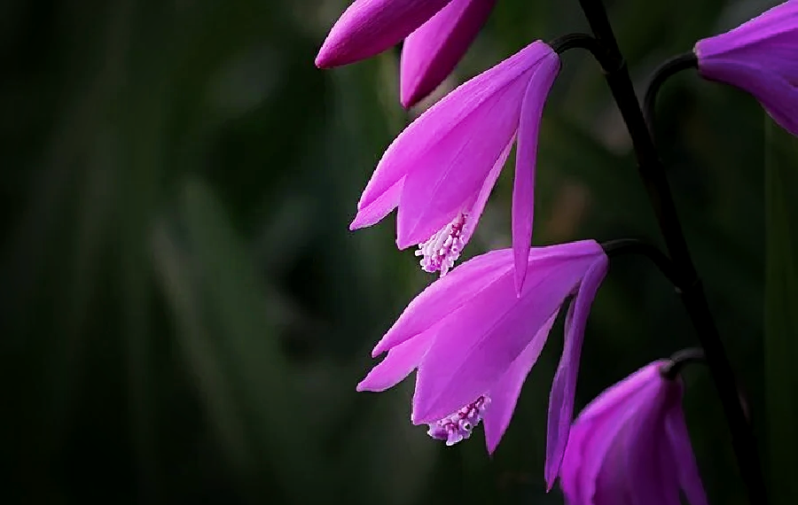 紫色白芨图片