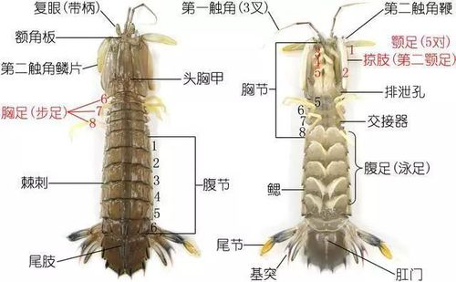 虾头解剖图图片