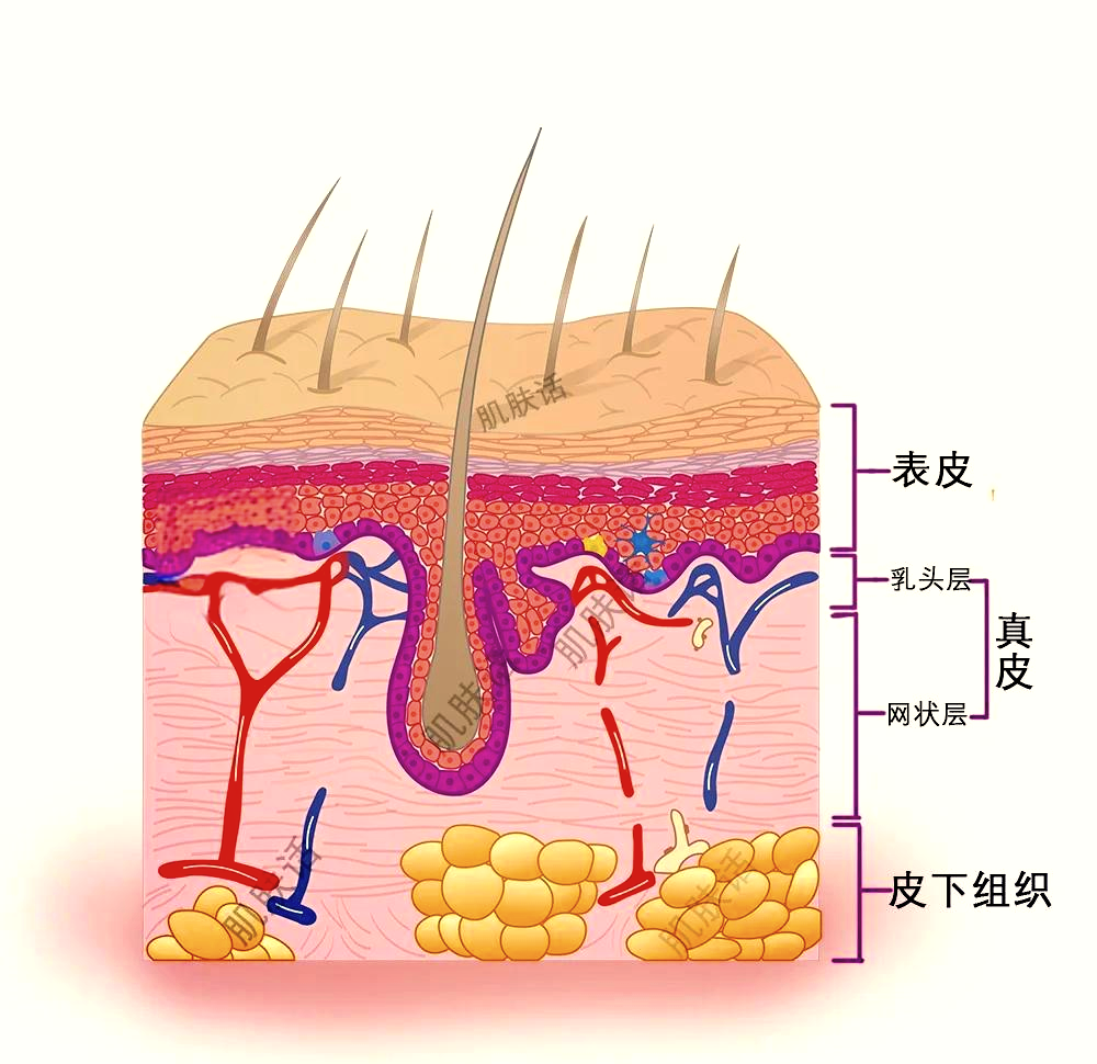 皮肤五层结构图图片