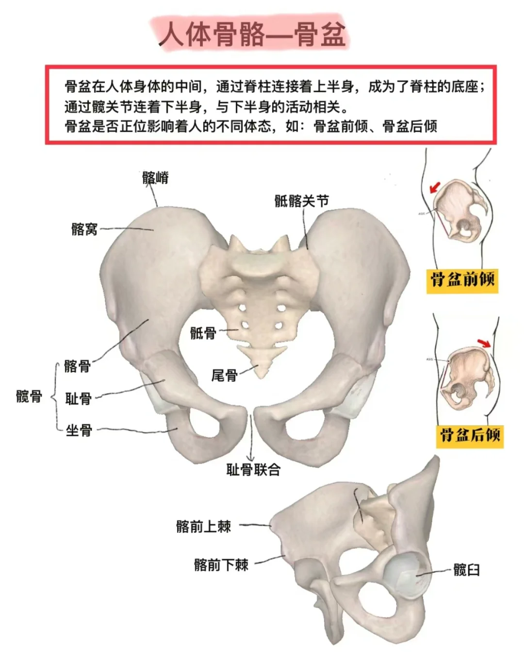 新手瑜伽老师必读 女性骨盆解剖与平衡